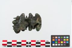 Foto von Bronzebuckelarmreif (NHMW-PRAE-024871)